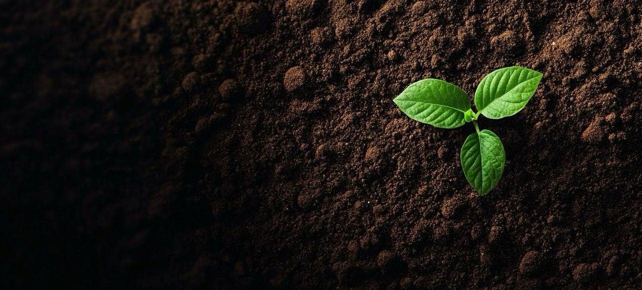 Jeune plante sur terre noire en gros plan