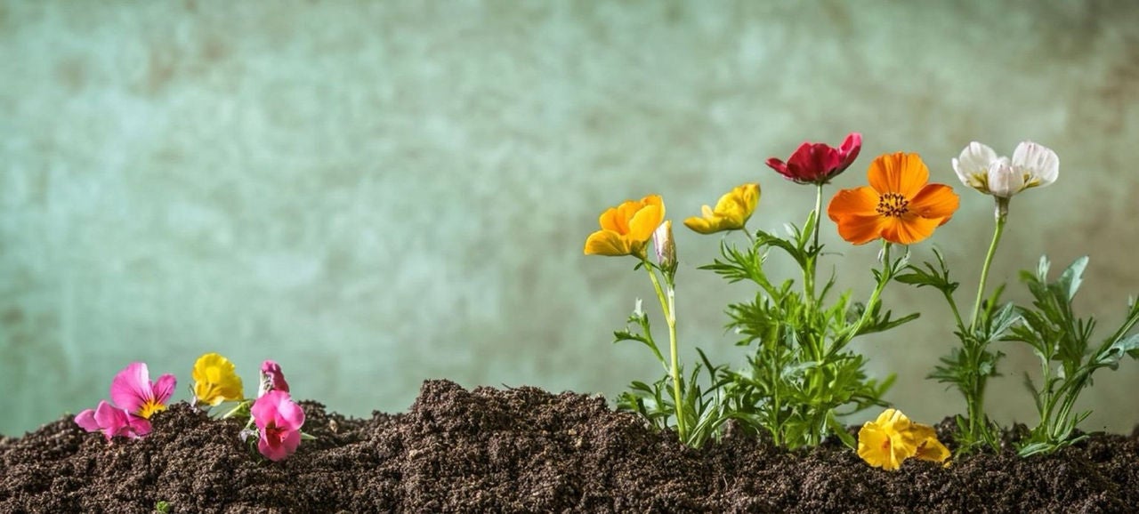 Fleurs aux couleurs vibrantes plantées dans un sol fertile