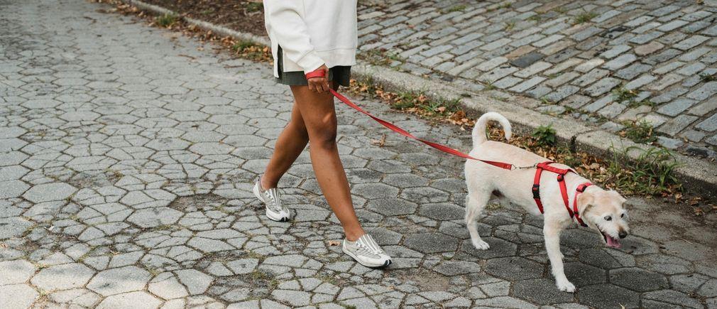 Personne promène un chien sur un trottoir pavé urbain