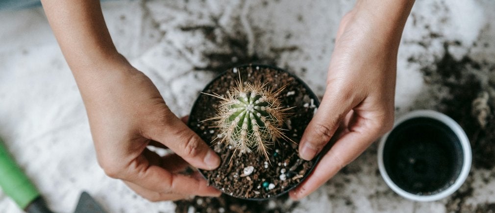 Cactus en pot avec terreau prêt à être planté